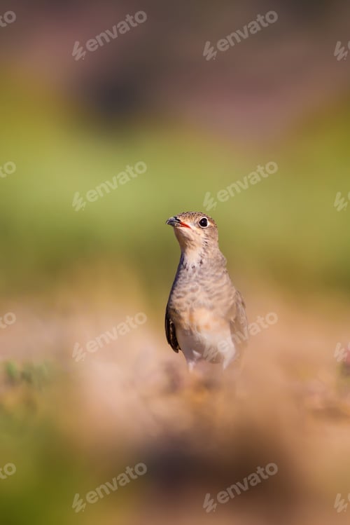 Preview: Cute Bird Collared Pratincole. Warm Colors Nature Background. Collared Pratincole / Glareola
