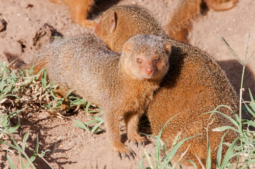 Preview: Dwarf Mongooses In The Serengeti National Park, Tanzania