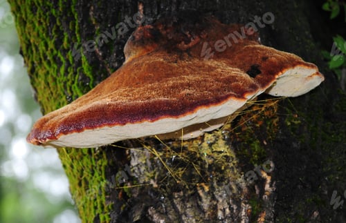 Preview: Fungus Growing On A Tree