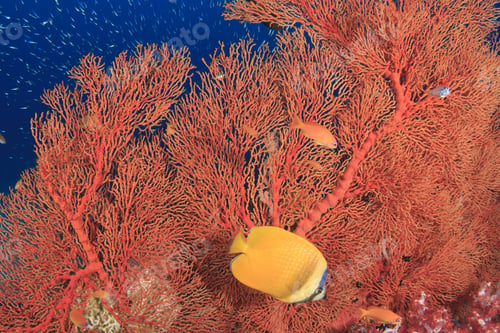 Preview: Beautiful Coral Reef With Tropical Fish