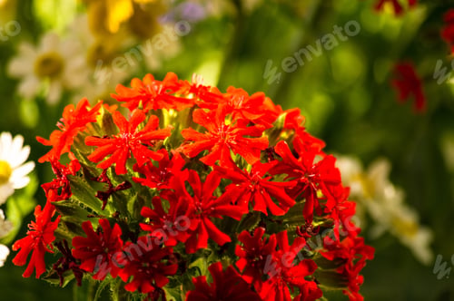 Preview: A Colorful Bouquet Of Bright Spring Flowers Of Various Types, Close-Up