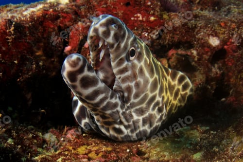 Preview: Honeycomb Moray Eel