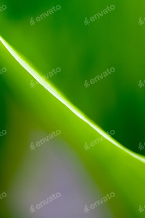 Preview: Green, Abstract Composition With Leaf Texture And Soft Focus