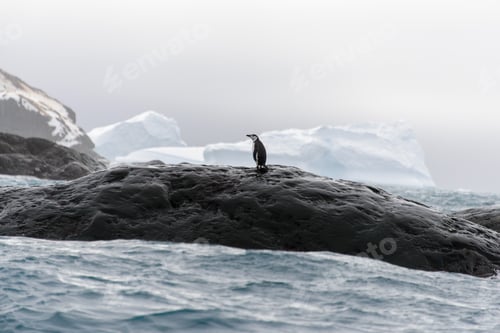 Preview: Chinstrap Penguin On The Beach