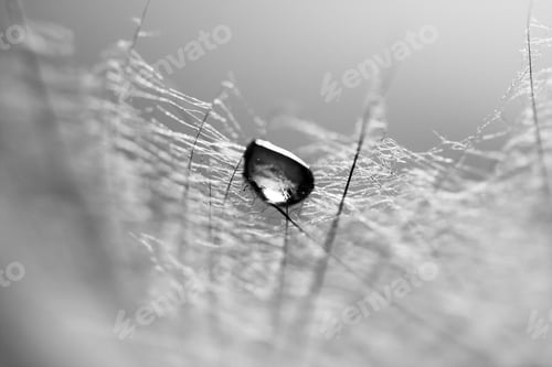 Preview: Black And White, Macro, Abstract Composition With Water Drops On Dandelion Seeds