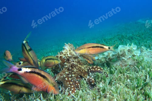 Preview: A School Of Goatfish Follow An Octopus