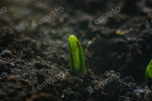 Preview: Growing Little Green Sprouts Of Young Plants