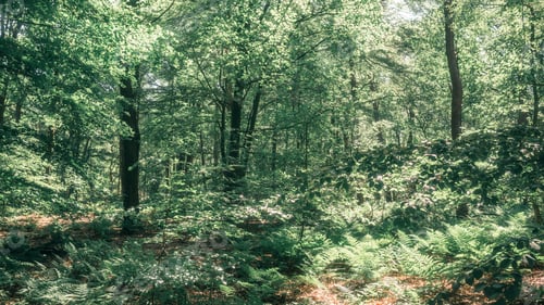 Preview: Leaves In Sunlight In Dense Lush Forest.
