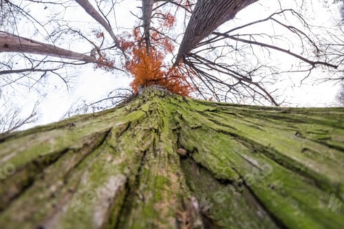 Preview: Late Autumn In The Park With Beautiful, Colorful Leaves. Fisheye Lens Effects