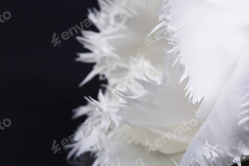 Preview: White, Beautiful Tulip With Details