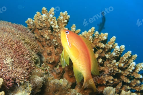 Preview: Lyretail Anthia And Coral