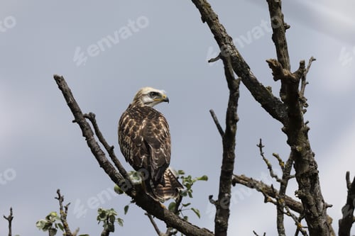 Preview: Young Buzzard Common Buzzard (Buteo Buteo)
