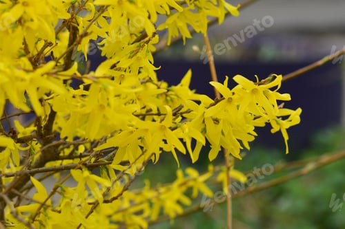 Preview: Forsythia (Golden Bells)