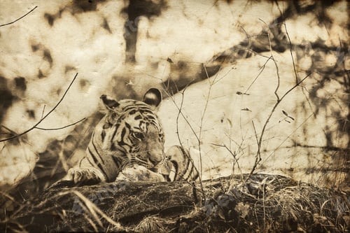 Preview: Vanishing Indian Wildlife: Vintage Style Image Of A Large Male Bengal Tiger In Bandhavgarh National