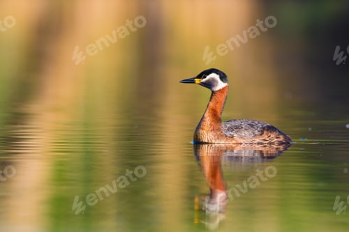 Preview: Swimming Red Necked Grebe. Colorful Water Background. Red Necked Grebe Podiceps Grisegena