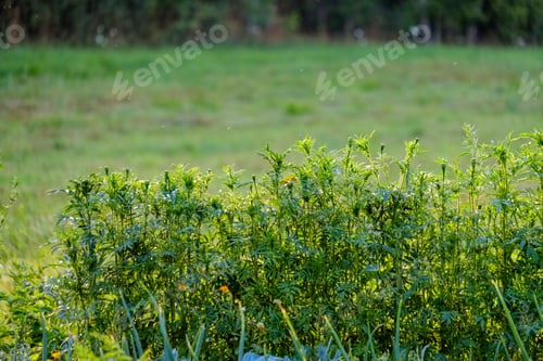 Preview: Deep Green Foliage In Summer Light For Backgrounds Or Textures Neutral Texture