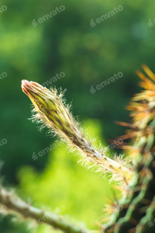 Preview: Cactus Echinopsis Tubiflora