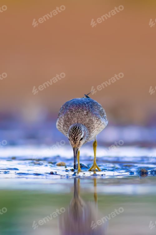 Preview: Cute Water Bird. Yellow Blue Nature Background. Red Knot / Calidris Canutus