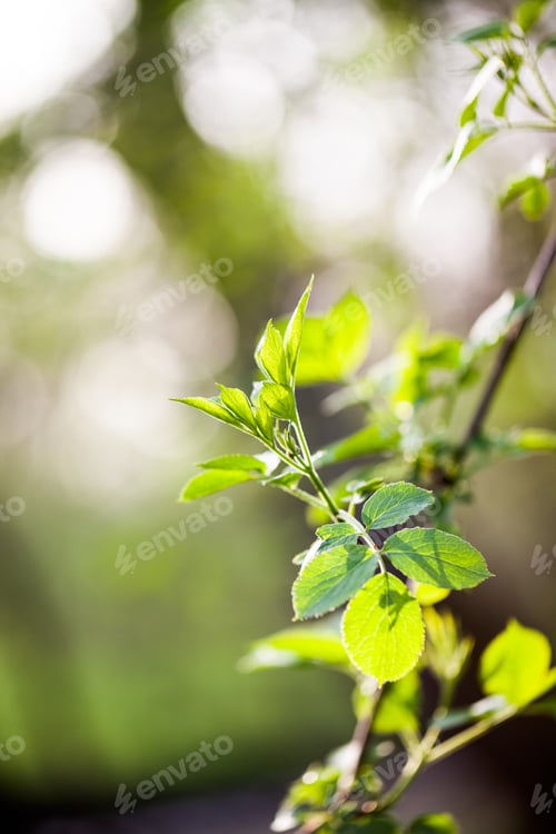 Preview: Light Green Leaves On Dark Green, Natural Background