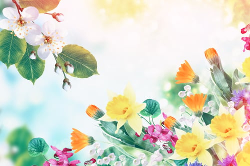 Preview: Blossoming Branch Cherry. Bright Colorful Spring Flowers