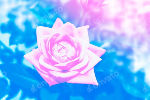 Preview: Bright Colorful Rose Flowers In The Garden. Nature.