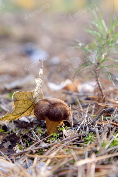 Preview: Edible Wild Mushroom With Chestnut Color Cap And Dry Leaf On It In An Autumn Pine Forest. Bay