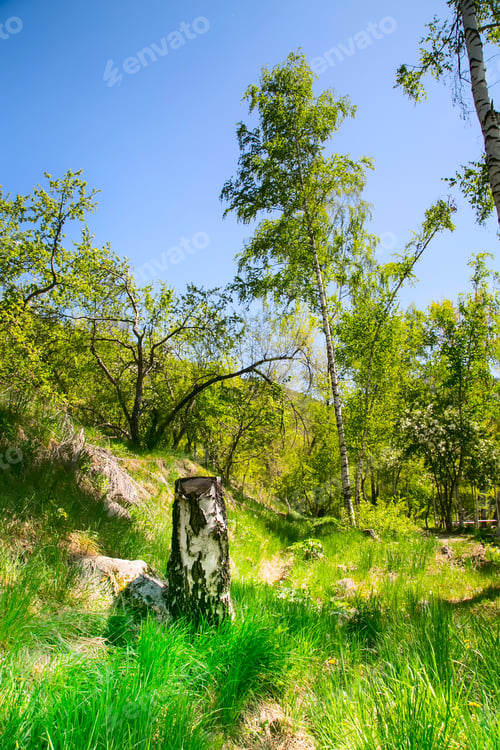 Preview: Spring Birch Butakovka Forest View Near Almaty, Kazakhstan