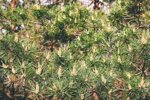 Preview: Swamp Area Landscape View With Lonely Pine Trees And Turf Fields In Green Summer Foliage