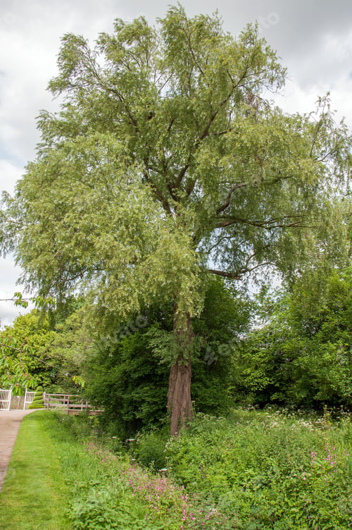 Preview: Summer Trees And Shrubbery.