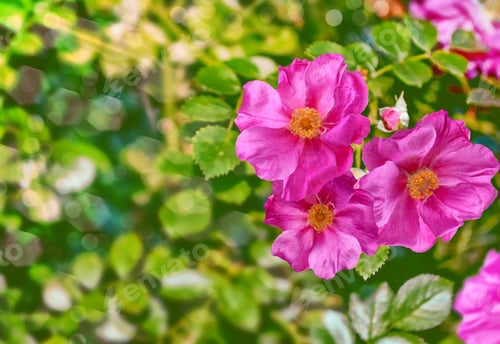 Preview: Summer Landscape. Delicate Wild Rose Garden Flowers