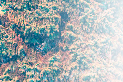 Preview: Blurred. Frozen Winter Forest With Snow Covered Trees.