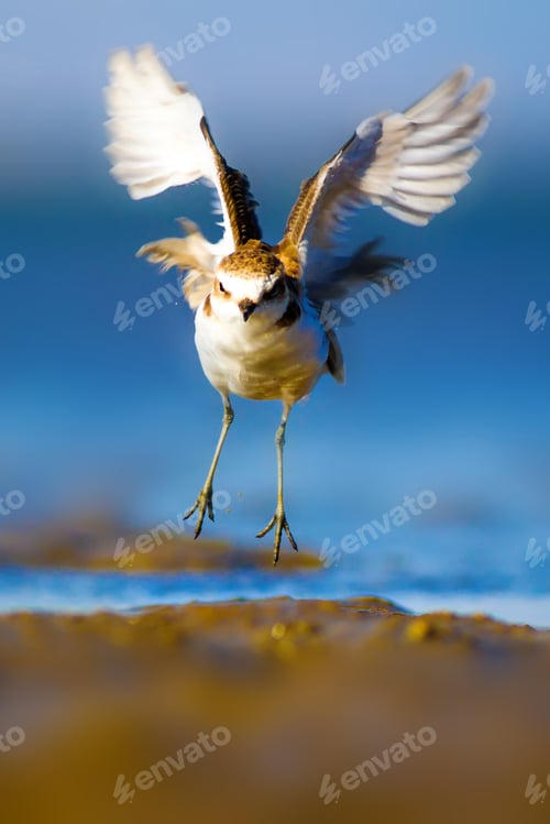 Preview: Cute Bird Plover. Blue Sea And Yellow Sand Nature Background. Kentish Plover Charadrius Alexandrinus