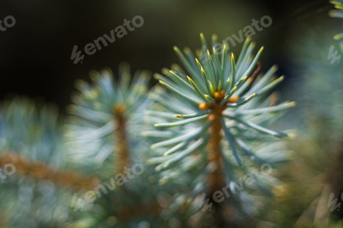 Preview: Green Fluffy Fir Tree Brunch Close Up, Christmas Wallpaper Concept.
