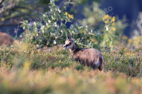 Preview: Chamois (Rupicapra Rupicapra) Vosges Mountains, France