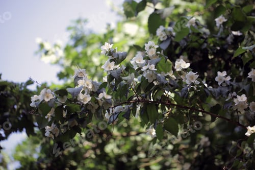 Preview: Jasmine Flowers Growing On A Tree