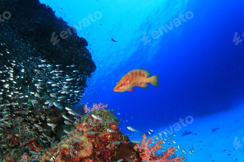 Preview: Coral Reef And Fish Underwater In Ocean
