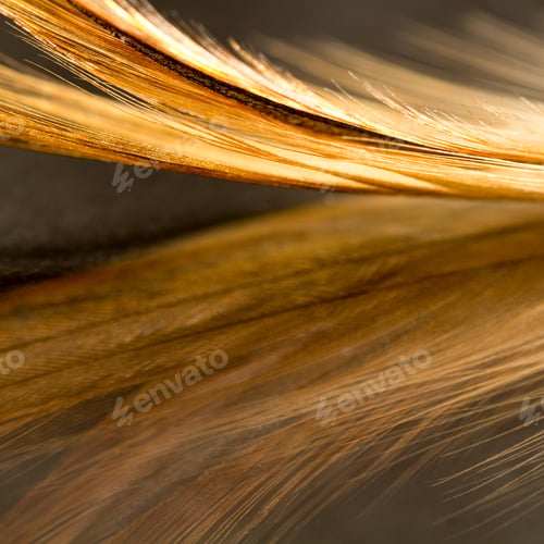 Preview: Colorful Rooster Feather With Details And Reflexions