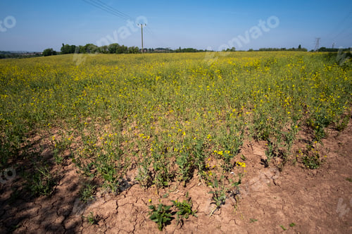 Preview: Yellow Rapeseed Field Image