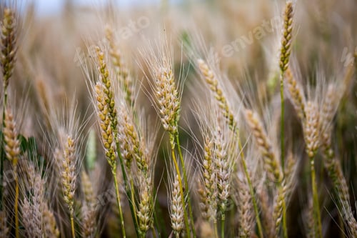 Preview: Wheat Field At Sunset, Details