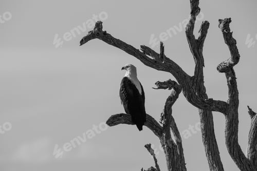 Preview: African Fish Eagle In The Kruger National Park, South Africa