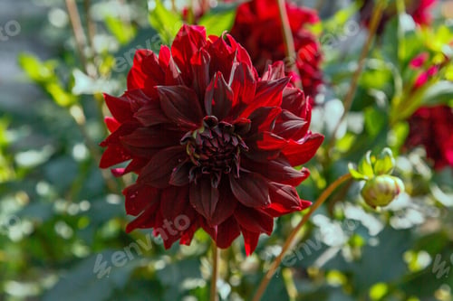 Preview: Beautiful Dahlias In The Autumn Garden. Flowers Dahlias In The Park Or Garden In Autumn.
