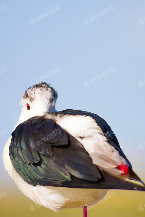 Preview: Cute Bird Portrait. Colorful Nature Background. Common Water Bird.