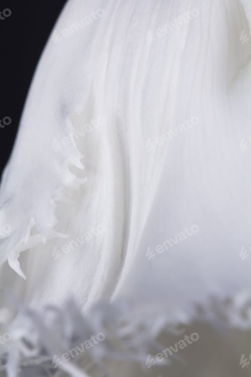 Preview: White, Beautiful Tulip With Details