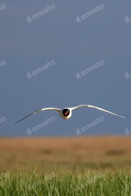 Preview: Flying Gull. Blue Green Nature Background. Bird: Mediterranean Gull. Ichthyaetus Melanocephalus.