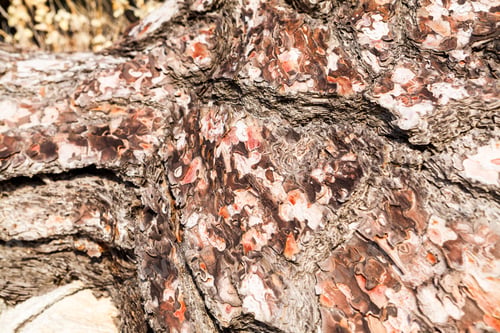 Preview: Old Tree With The Bark Of The Tree Partly Peeled. Texture And Background From Nature