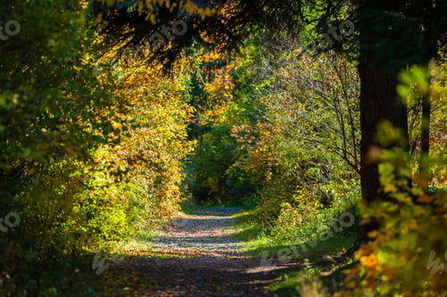 Preview: Beautiful Autumn Landscape In Vanadzor'S Botanical Garden