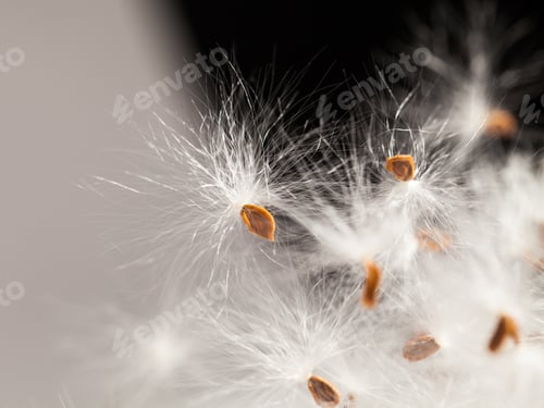 Preview: Abstract Composition With Dried Plants Seeds. Looks Like Dandelion Seeds