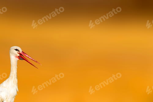Preview: Cute Stork. Orange Background. Isolated Bird.