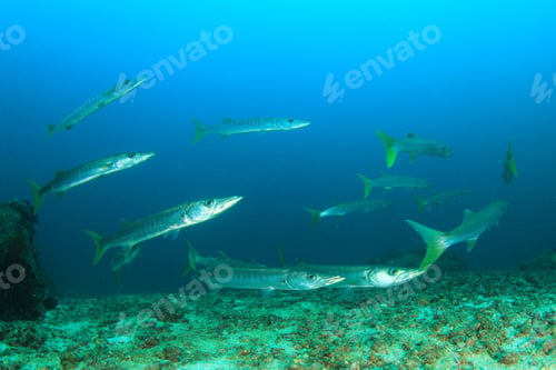 Preview: Barracuda Fish