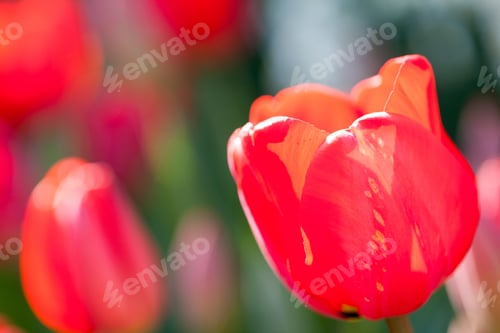 Preview: Abstract Photo With Red Tulip Petals